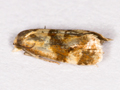 Gynnidomorpha permixtana